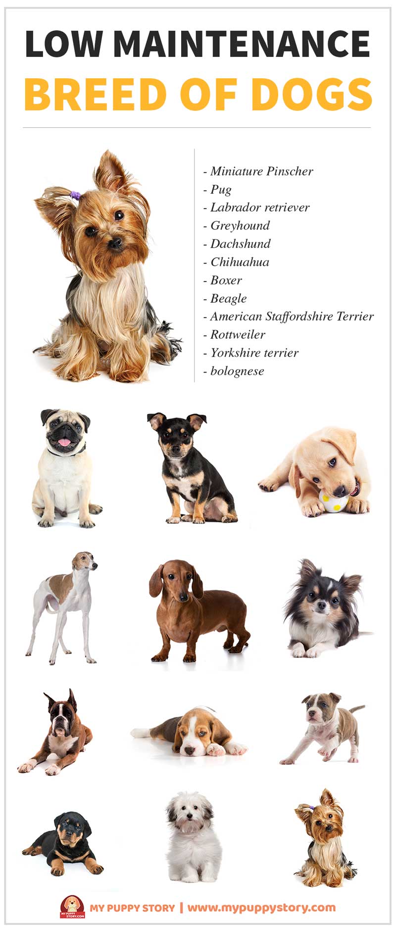 best low maintenance small dogs