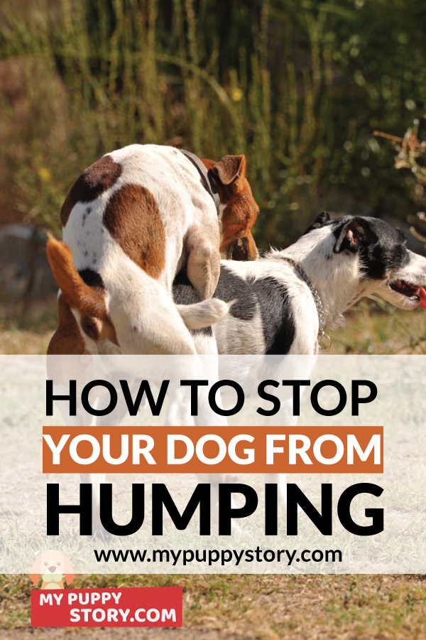 Dog humping another dog