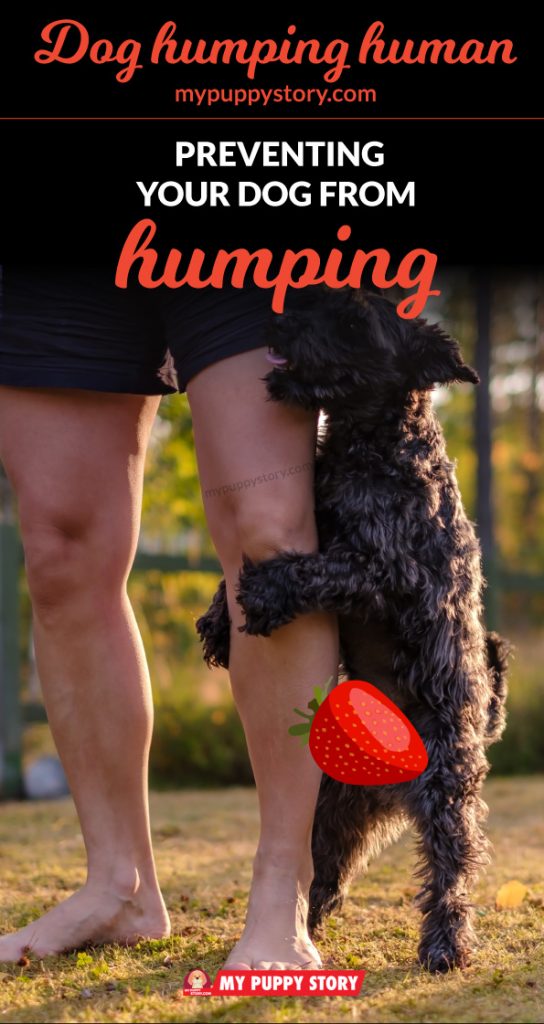 Dog humping human