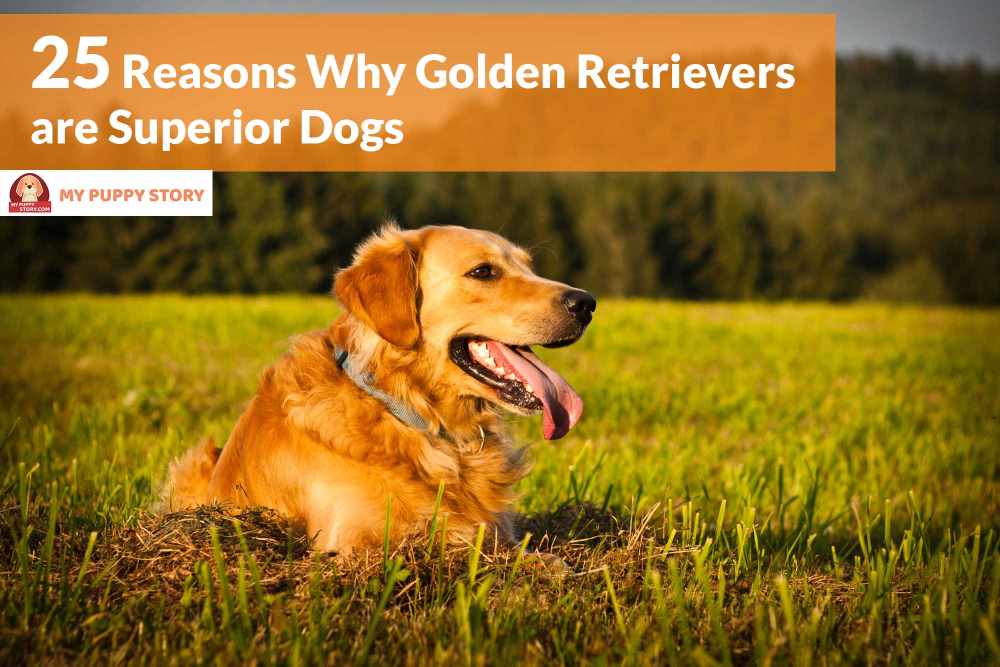 25 Reasons Why Golden Retrievers Are Superior Dogs My Puppy Story