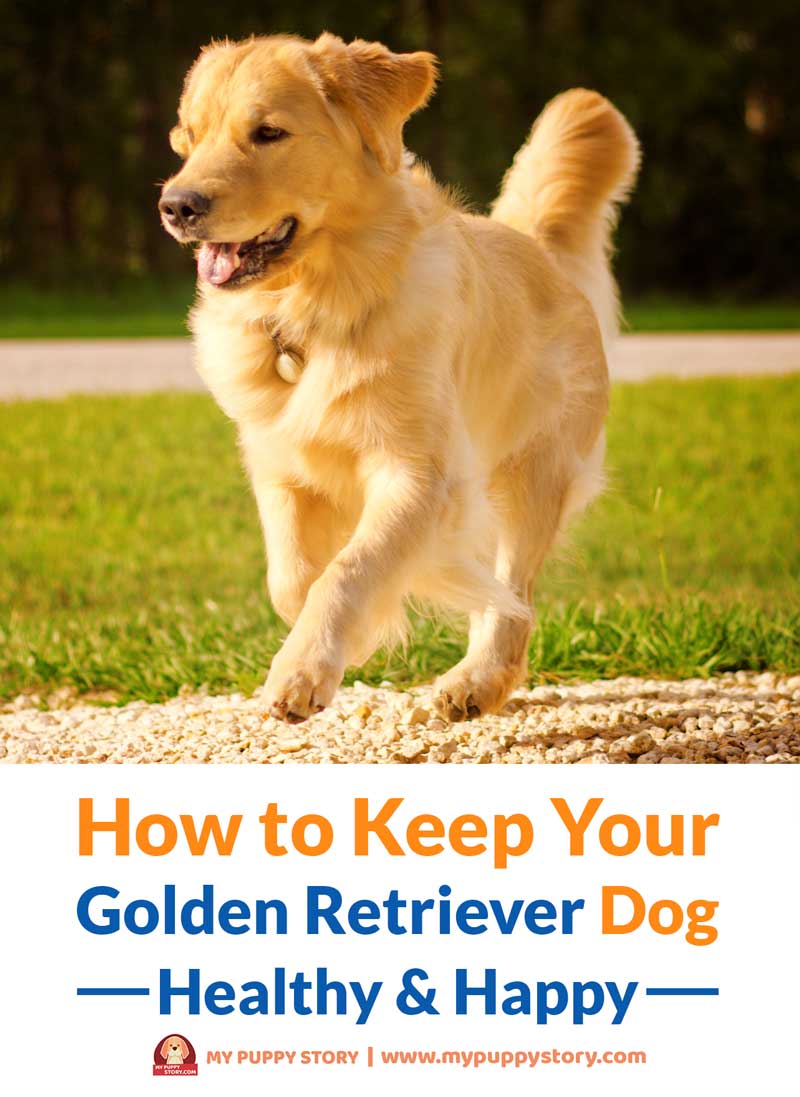 How Enrichment Toys Keep Your Dog Happy and Healthy — Golden Retriever Life