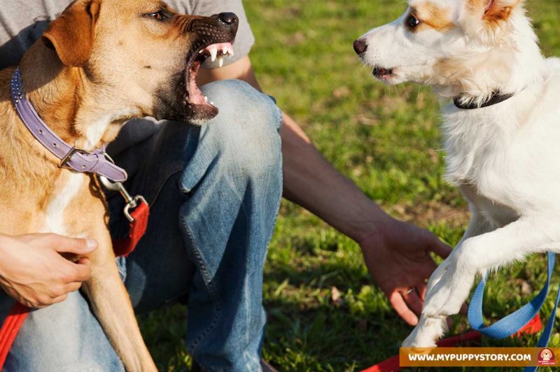 How To Stop Dog Aggression My Puppy Story Dog Aggression