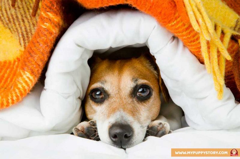 dog has cold dog has cold