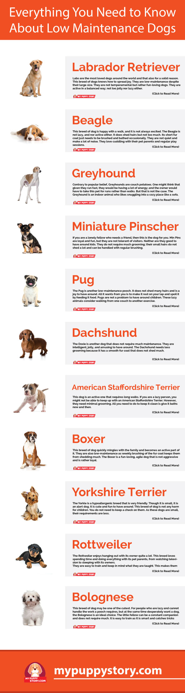low maintenance small dog breeds