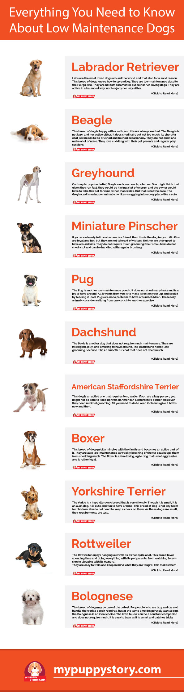 low maintenance dog breeds