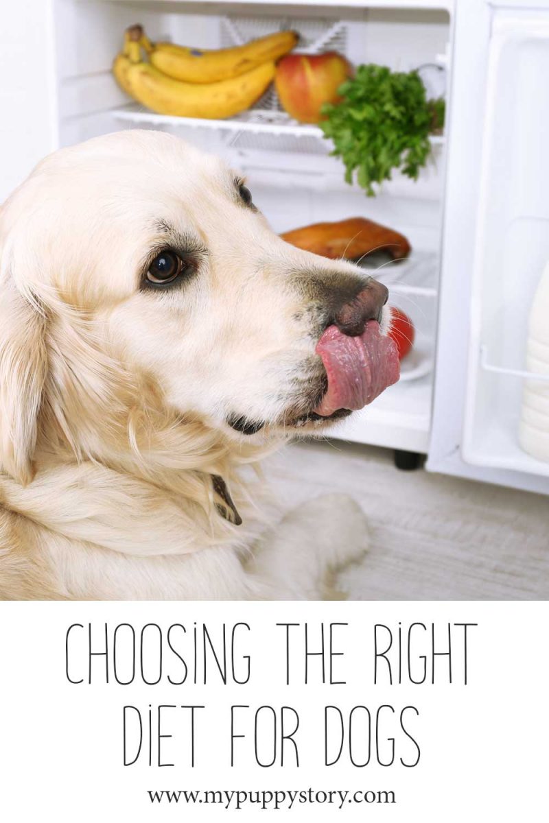 Choosing The Right Dog Diet - My Puppy Story