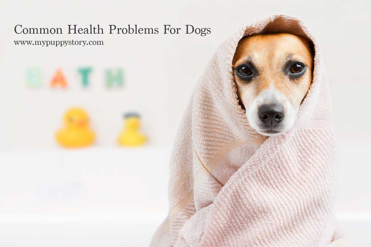 Common Dog Health Problems My Puppy Story