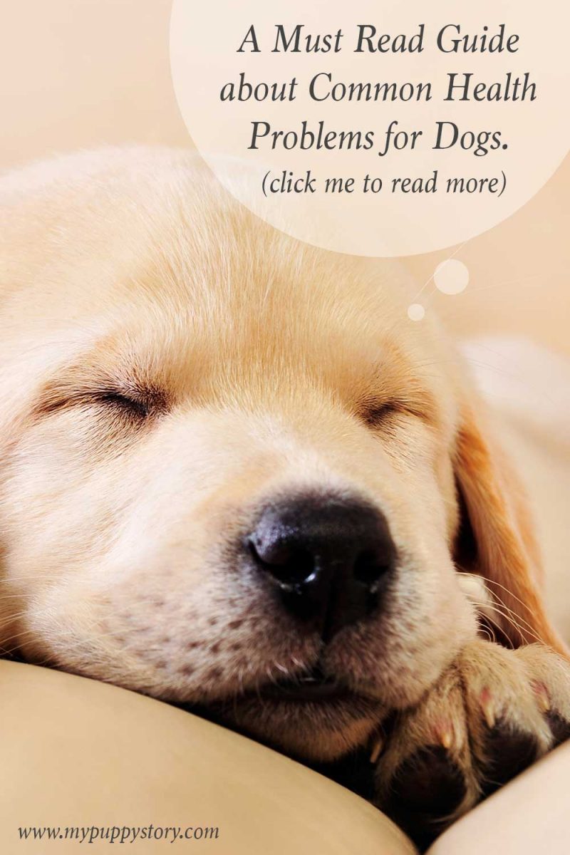 Common Dog Health Problems