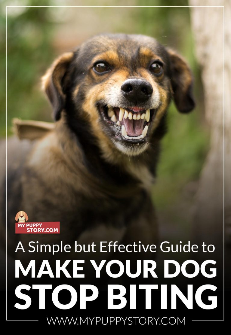 A Simple but Effective Guide to Make Your Dog Stop Biting