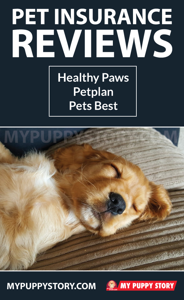 Healthy Paws Pet Insurance Reviews Bbb She Has Always Been