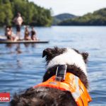 Best dog life jacket - My Puppy Story