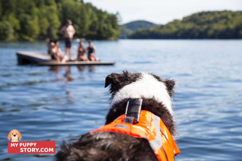 dog life jacket near me dog life jacket near me