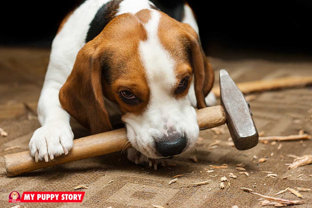 How Can You Get Your Dog to Stop Chewing? - My Puppy Story