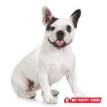 mypuppystory.com