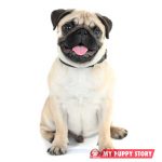 mypuppystory.com