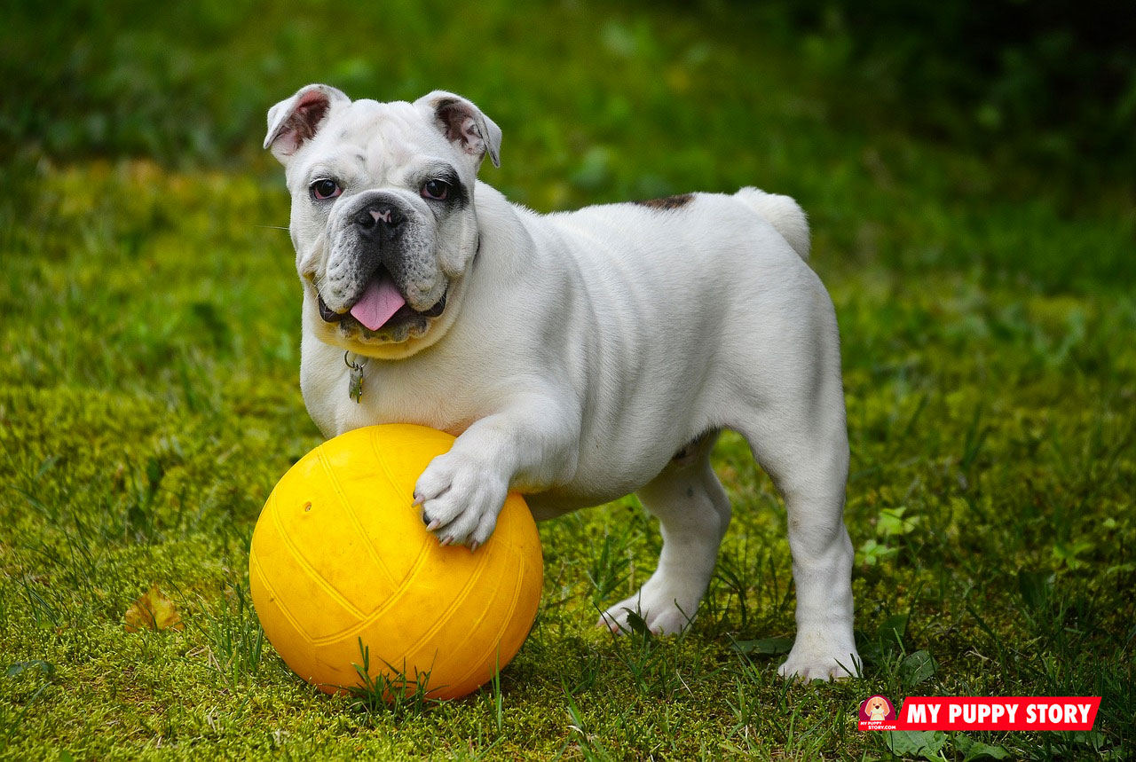 are english bulldogs dog aggressive