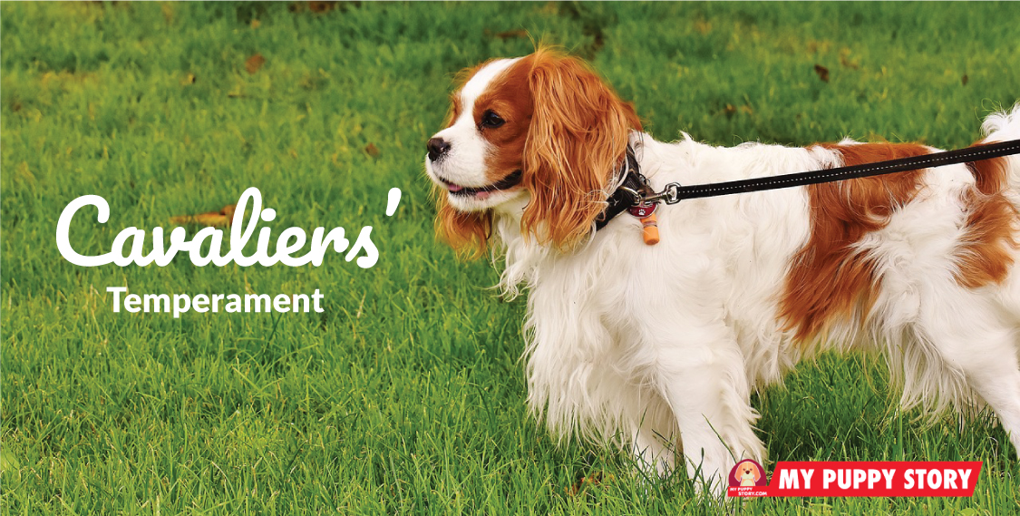 are cavalier king charles spaniels aggressive