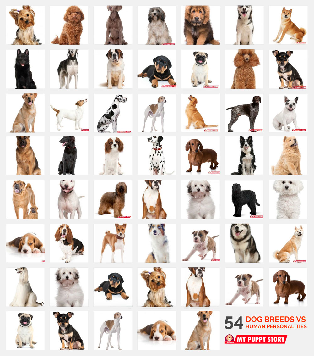 what are characteristics of dogs