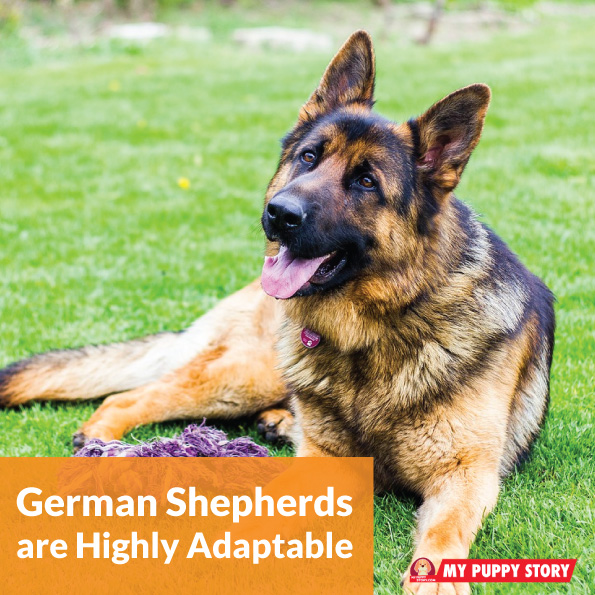 are german shepherds emotionally sensitive