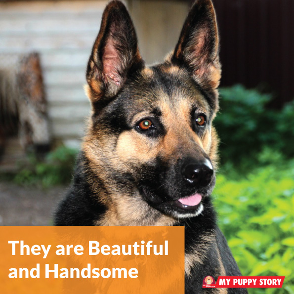 are german shepherds emotionally sensitive