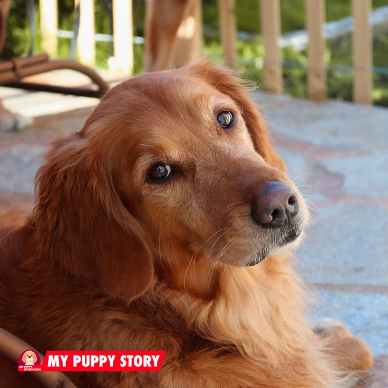 Top 8 large Dog Breeds That Are Good with Cats