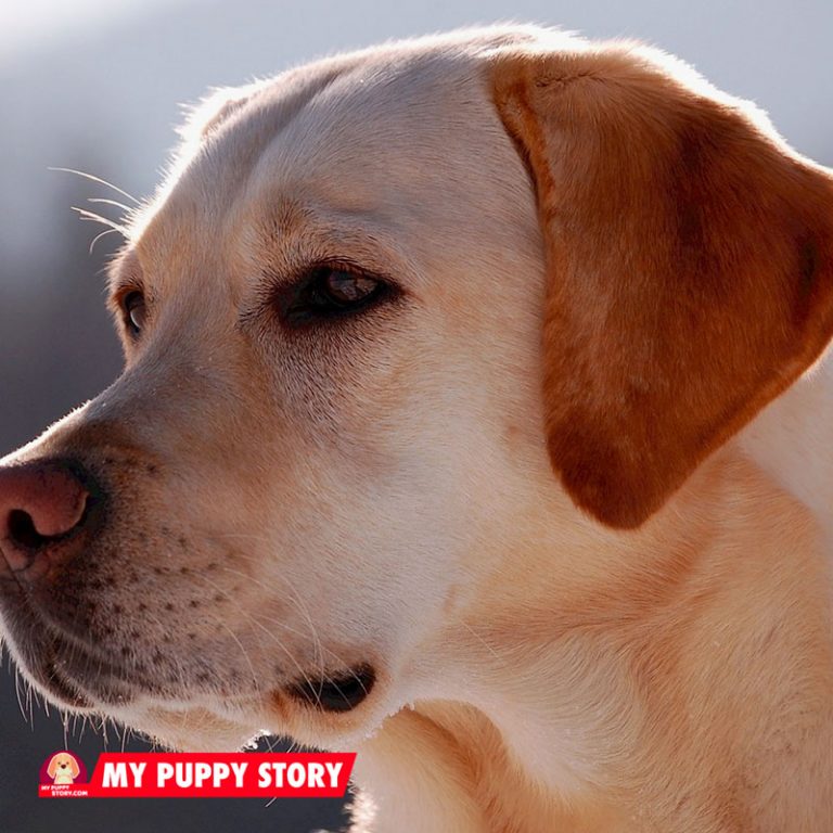 Top 8 large Dog Breeds That Are Good with Cats