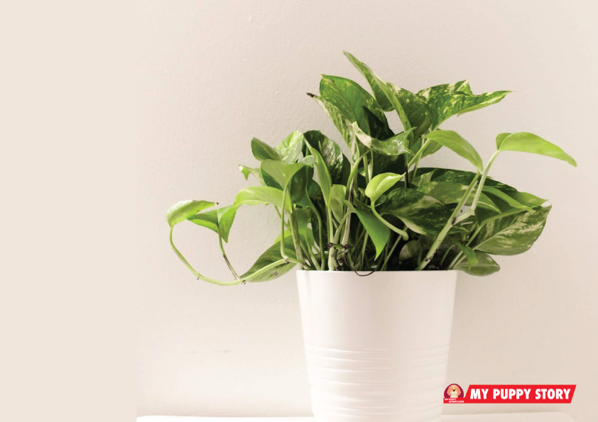 10 Houseplants That Are Dangerous For