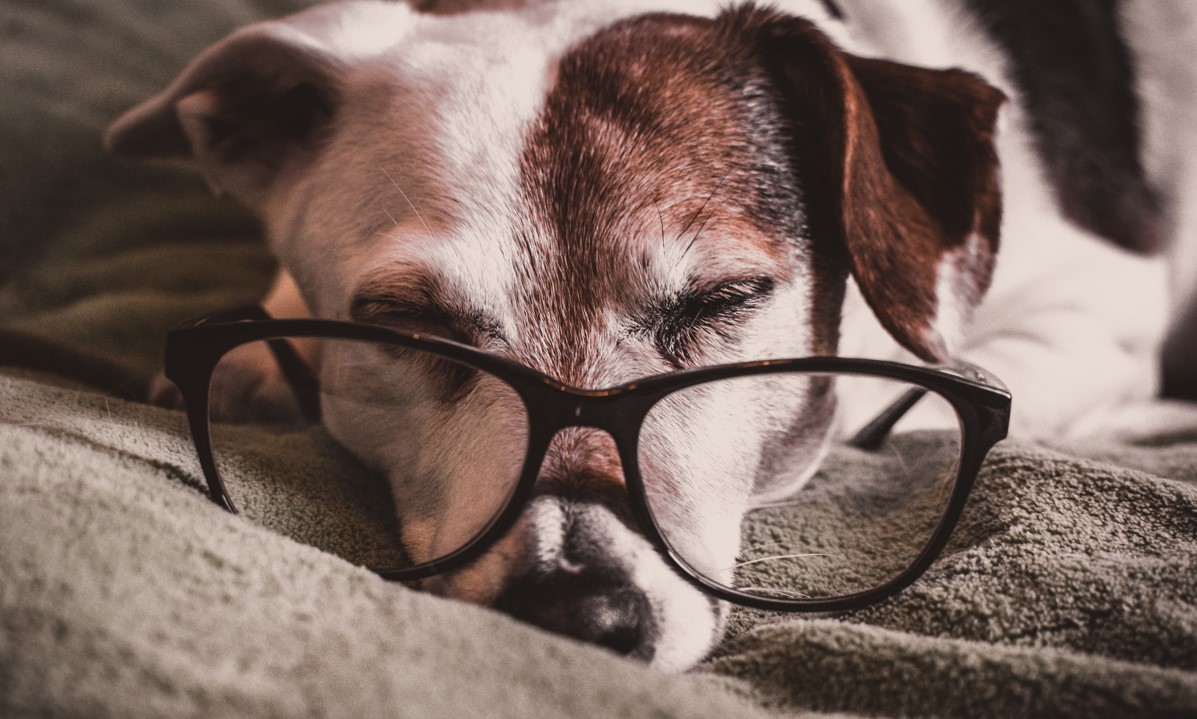 Average Dog Lifespan