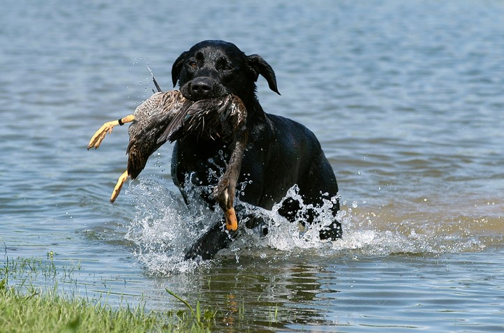Understanding the Art of Hunting with Canine Companions Introduction