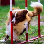 canine occupations -mypuppystory