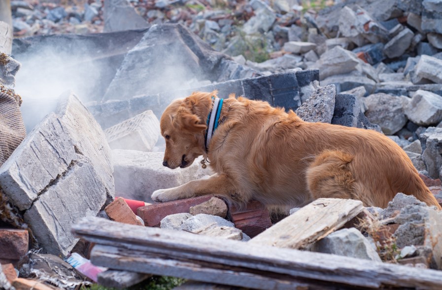 5 Alert Techniques Used by SAR Dogs in Rubble Searches