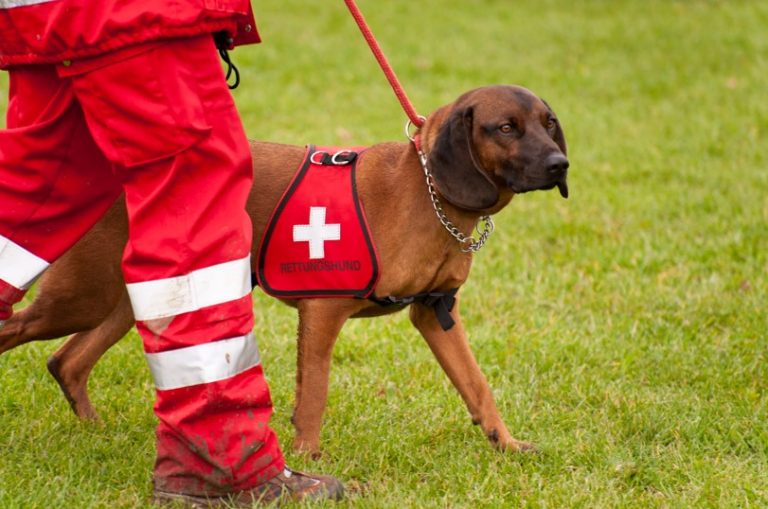 What Should I Know Before Getting Pet Insurance? My Puppy Story