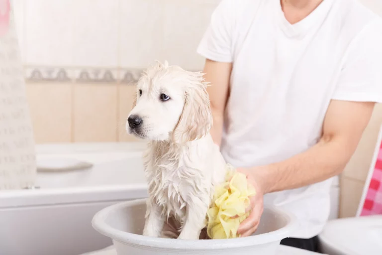 Grooming My Puppy